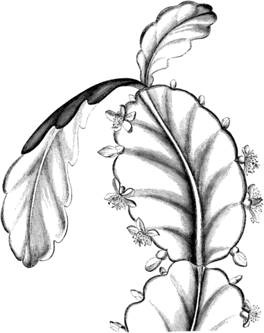 Schlumbergera Or Thanksgiving Cactus Coloring Page